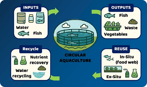 Circular Aquaculture Diagram