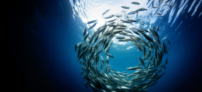 Aquaculture and the Blue Economy